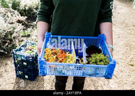 High angle close up of person standing outdoors, holding blue plastic crate with a selection of edible flowers. Stock Photo