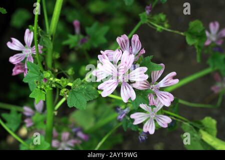 wild mallow Stock Photo