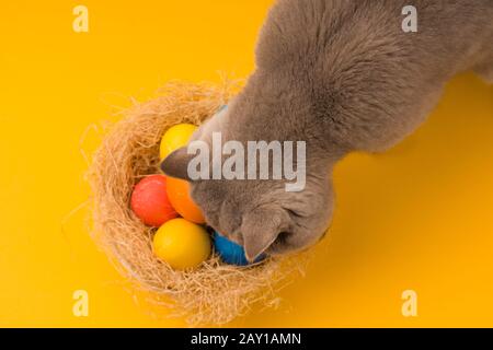 Cat sniffs Multicolored Easter eggs in a nest on an yellow background . Stock Photo