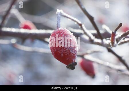 Wild rose berries in bright sunshine are covered with hoarfrost on a snowy nature background. Stock Photo