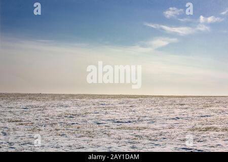 Snowy field with winter wheat on a sunny winter day. White snow and blue sky. Stock Photo