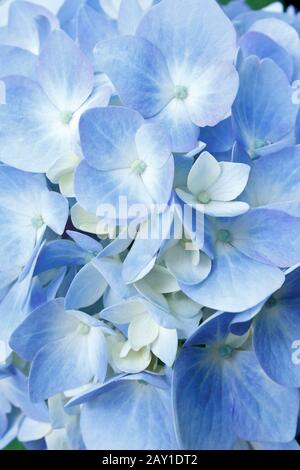 Close up of beautiful blue and white hydrangea flowers in full bloom, background texture. Stock Photo