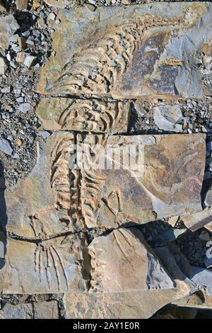 approx. 300 million year old fossils of Mesosaurus tenuidens Stock Photo