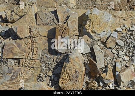 approx. 300 million year old fossils of Mesosaurus tenuidens Stock Photo