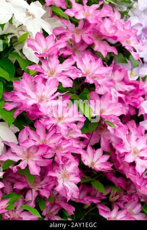 Lots of pink Clematis flowers in soft light, nostalgic and romantic background texture. Stock Photo