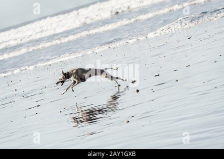 A Sloughi dog (Arabian greyhound) runs at the beach at the Atlantic ocean in Essaouira, Morocco. Stock Photo