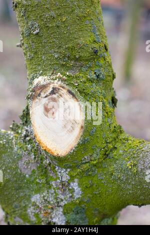 Pruning fruit trees in spring garden. Freshly cut branch on apple tree trunk. Stock Photo