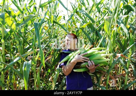 Peasant woman collecting corncobs at field Stock Photo