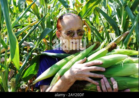 Peasant woman collecting corncobs at field Stock Photo