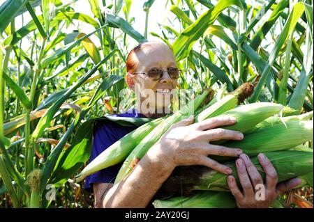 Peasant woman collecting corncobs at field Stock Photo