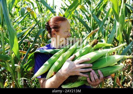 Peasant woman collecting corncobs at field Stock Photo