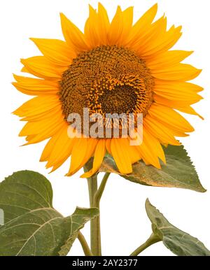 Sunflower isolated on white background for easy single-click selection. Stock Photo