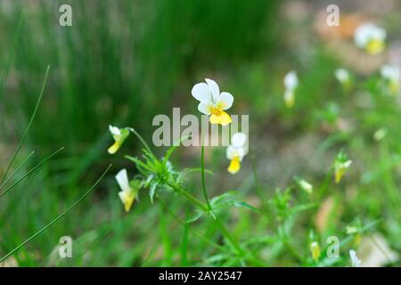 Wild field pansy, England, Europe. Spring blooming violet flowers. Wild pansies, Dog-violet. Stock Photo