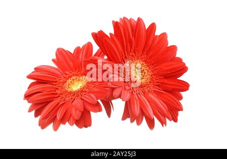 Gerbera flower isolated on white Stock Photo