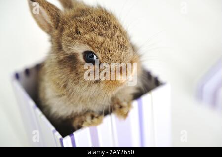 Baby rabbit Stock Photo