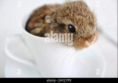Rabbit cute baby in cup Stock Photo