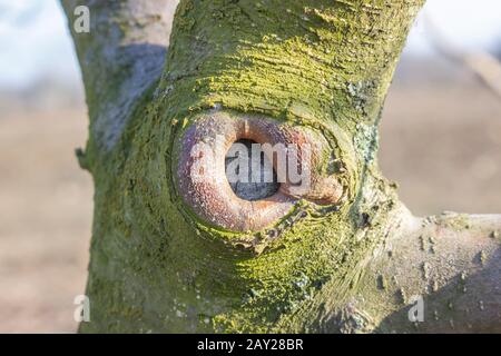 Healing a wound on a tree after trimming an old and useless branch. Formation of apple trees in the garden during the spring thinning of the branches. Stock Photo