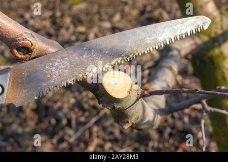 Pruning a branch on an apple tree. Cleaning old and sick branches in the garden. Stock Photo