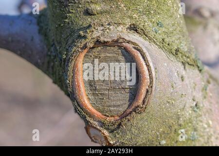 Healing a wound on a tree after trimming an old and useless branch. Formation of apple trees in the garden during the spring thinning of the branches. Stock Photo
