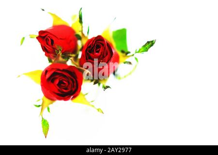 Three red roses on white background Stock Photo