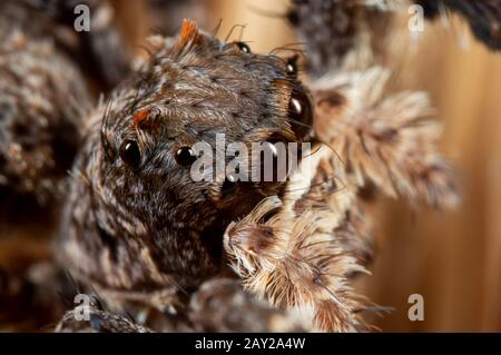 Macro Photography of Head of Portia Jumping Spider on a Broom Stock Photo