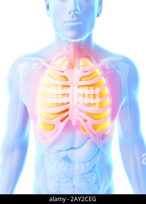 3d rendered illustration - male lung Stock Photo