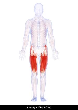 3d rendered illustration of the upper leg muscles Stock Photo