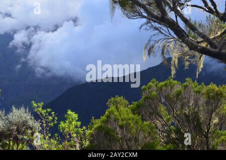 Montane cloud forest on the hike up to the Piton des Neiges, Réunion island, Indian Ocean Stock Photo