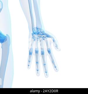 3d rendered illustration of the male skeleton Stock Photo