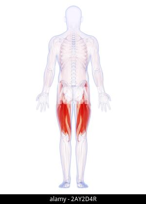 Muscles of the upper leg, illustration - Stock Image - F034/9793 - Science  Photo Library