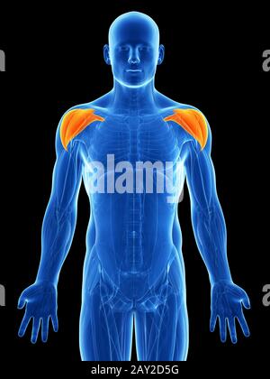 3d rendered illustration - shoulder muscles Stock Photo