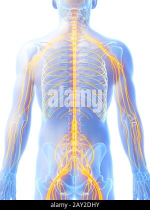 3d rendered illustration - male nerve system Stock Photo