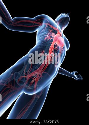 male posing - visible vascular system Stock Photo