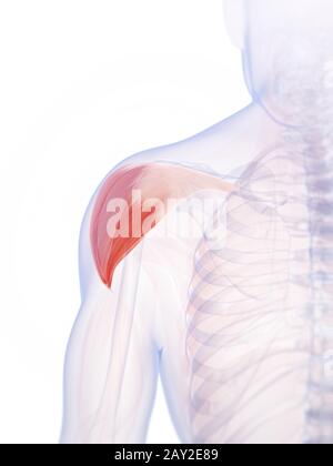 3d rendered illustration of the shoulder muscle Stock Photo