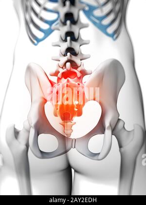 3d rendered illustration - sacrum Stock Photo