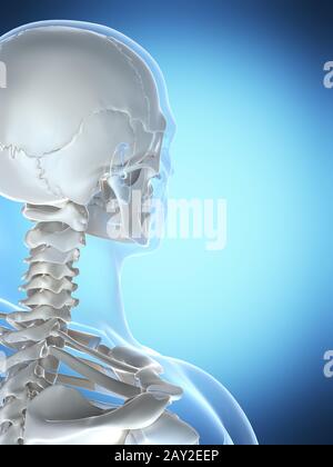3d rendered illustration of the male skeleton Stock Photo - Alamy