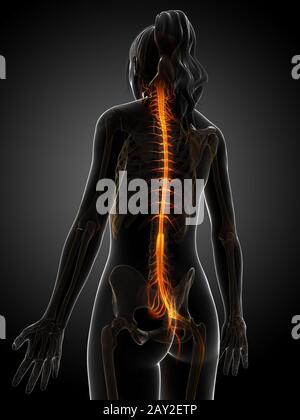 3d rendered illustration of the female nervous system Stock Photo