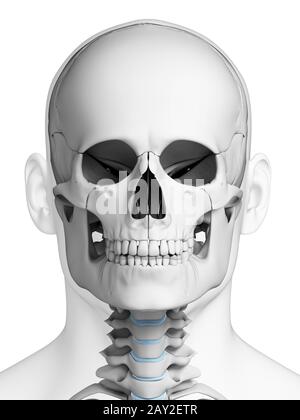 3d rendered illustration - human skull anatomy Stock Photo - Alamy