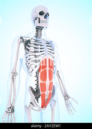 3d rendered illustration of the abdominal musculature Stock Photo