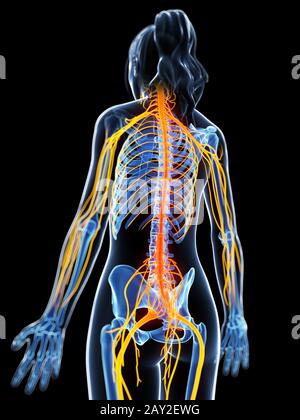 3d rendered illustration of the female nervous system Stock Photo