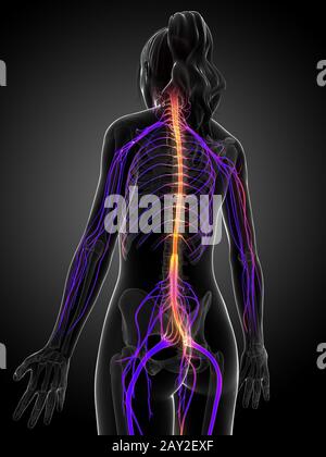 3d rendered illustration of the female nervous system Stock Photo