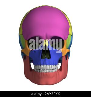 3d rendered illustration - human skull anatomy Stock Photo