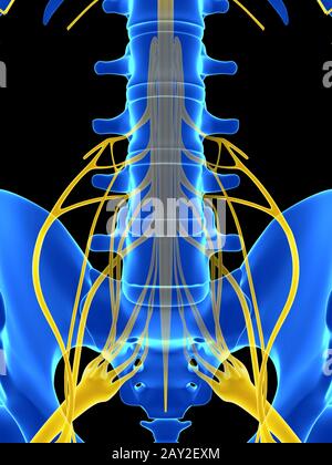 3d rendered illustration - spinal cord Stock Photo