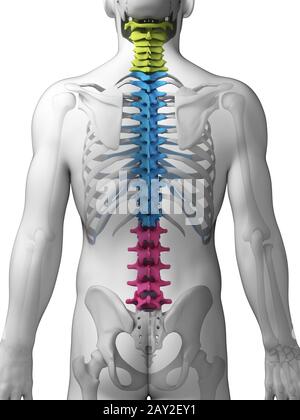 3d rendered illustration - sections of the spine Stock Photo