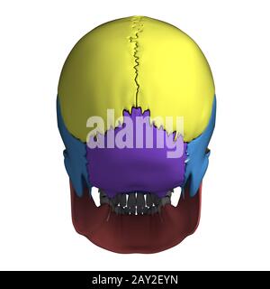 3d rendered illustration - human skull anatomy Stock Photo