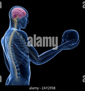 guy holding skull - visible brain and nerves Stock Photo