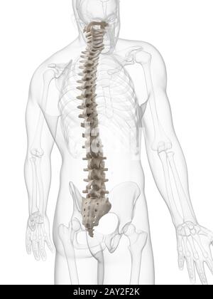 3d rendered illustration of the human spine Stock Photo