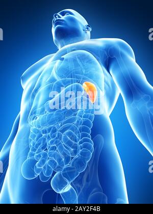 3d rendered illustration of the male spleen Stock Photo