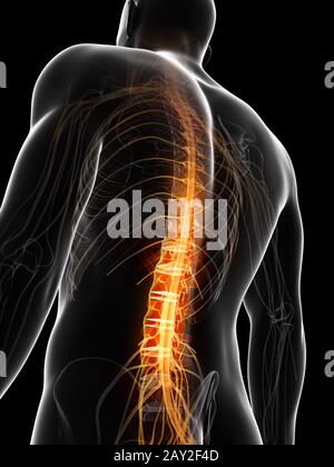 3d rendered illustration of the spinal chord Stock Photo