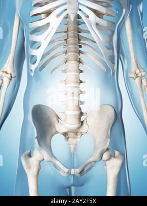 3d rendered illustration of the male skeleton Stock Photo - Alamy